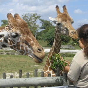 Two giraffes being fed 