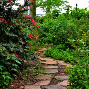 A path at Mounts Botanical Garden