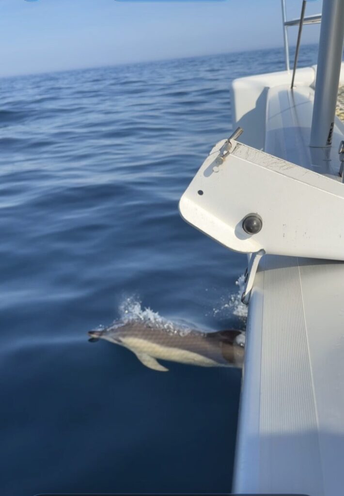 Dolphin in the water to the left of a houseboat