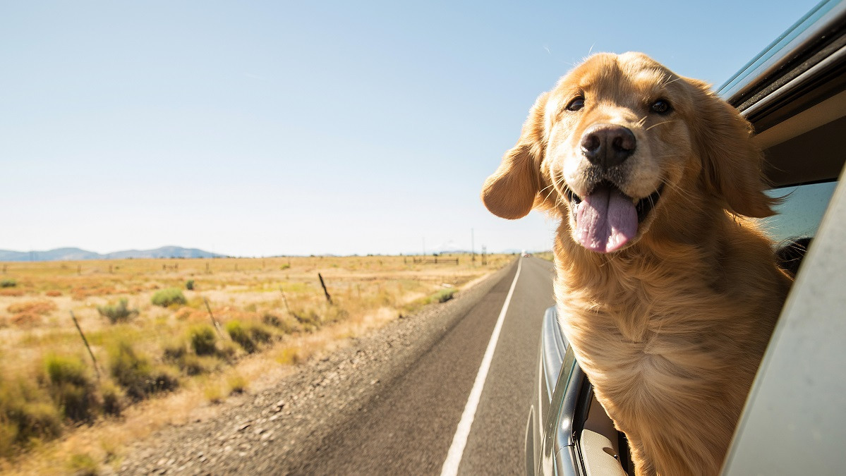 Pet-Friendly Locum Tenens Travel